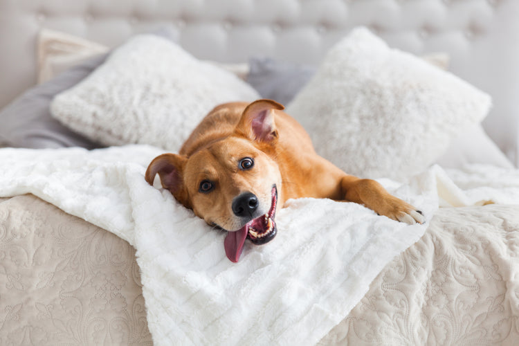 Why You Should Get Your Dog āDog Tiredā