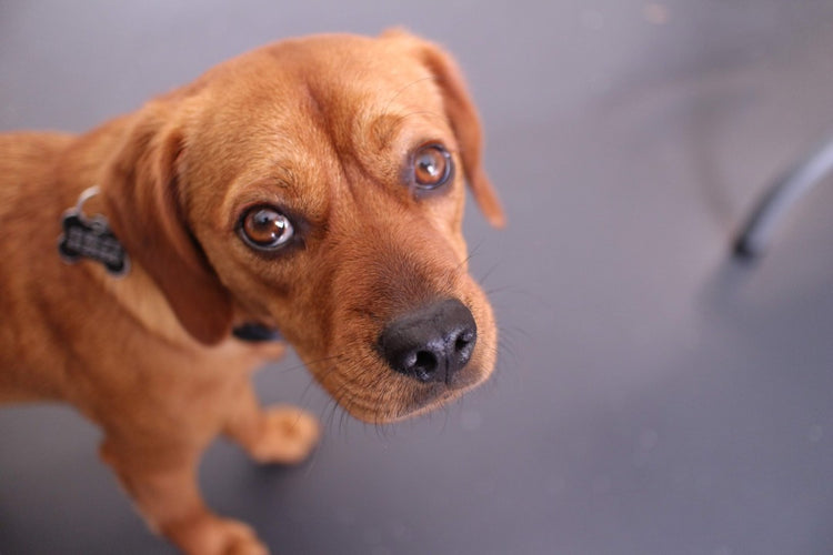 We're going to talk to dogs v2