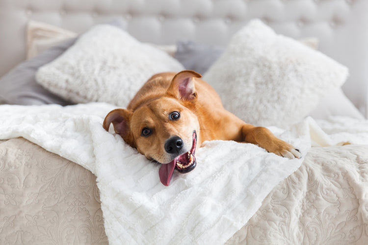 Why You Should Get Your Dog “Dog Tired”