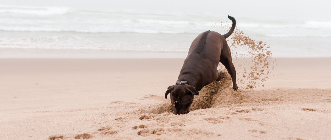 Canine Enrichment, What is it? Why is it important?