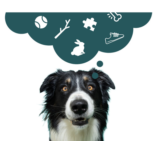 Brain Games For Dogs: How To Train The Smartest Dog Ever With